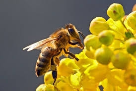 Tudor Ciuhodaru: „Intepatura de albina poate fi mortala. Iata 10 lucruri care va pot salva viata”