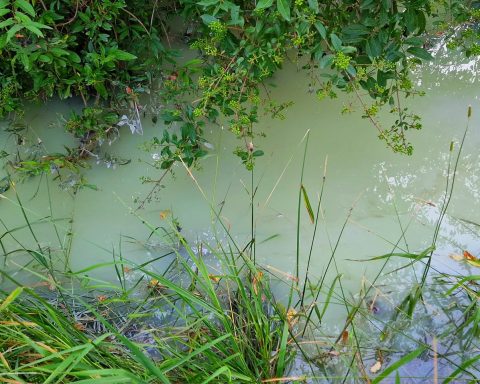 Silviu Gurlui anunță dezastru ecologic pe un râu de lângă municipiul Iași